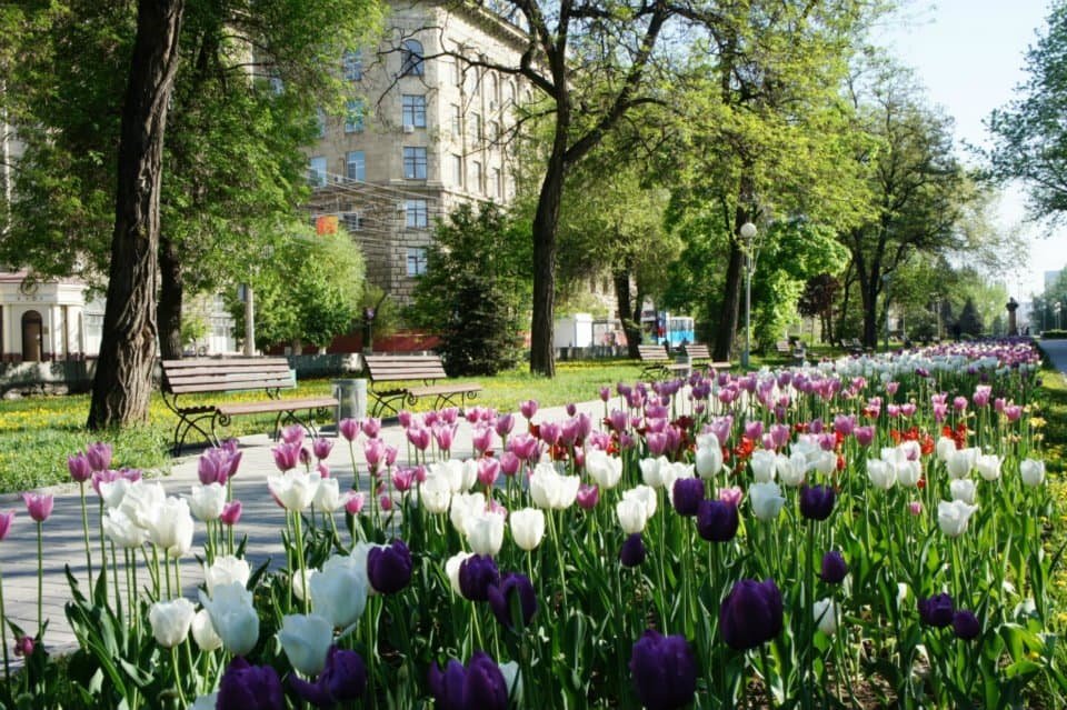 Volgograd tulips