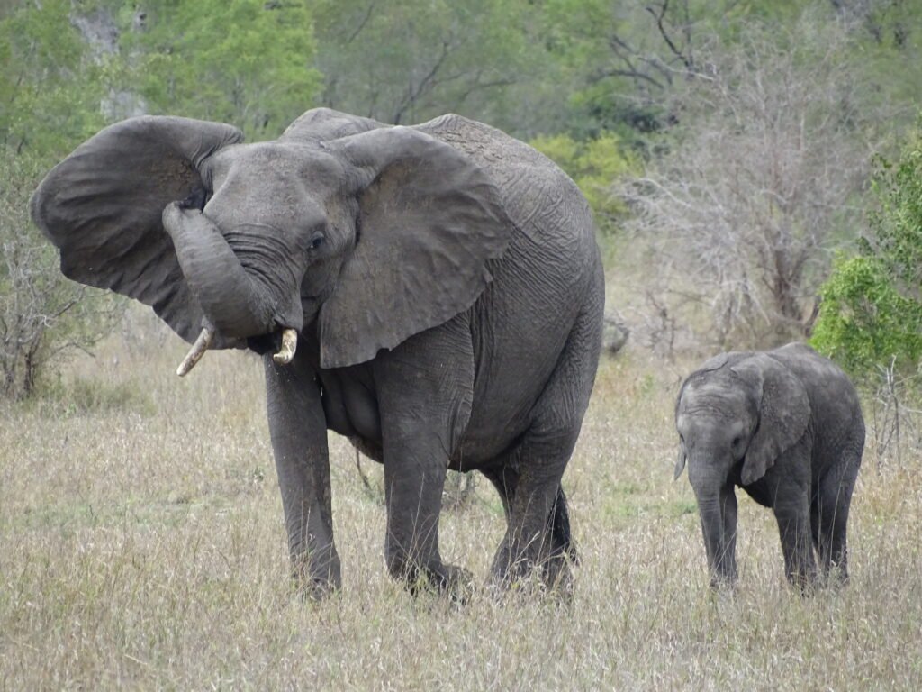 Adult and baby elephand